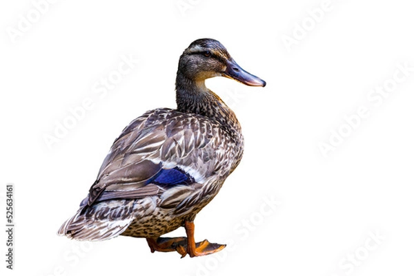 Obraz Duck standing
