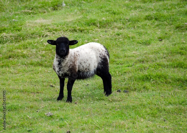 Obraz Pecore Irlandesi