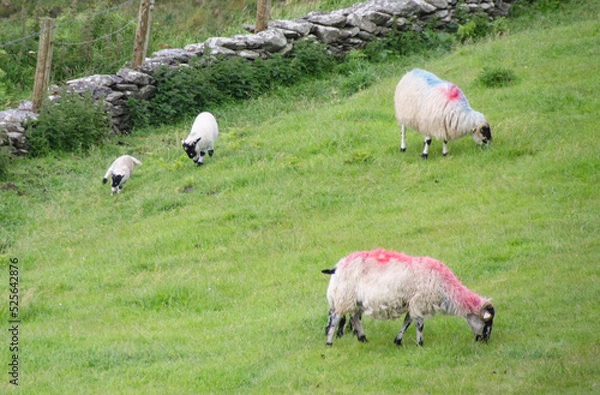 Obraz Pecore Irlandesi