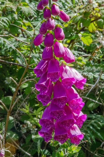 Obraz Fiori Irlandesi