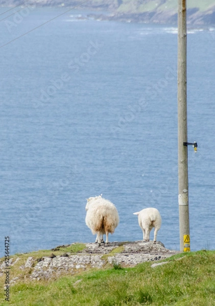 Obraz Pecore Irlandesi