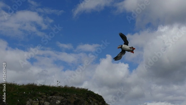 Obraz Papageientaucher