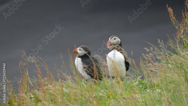 Obraz Papageientaucher