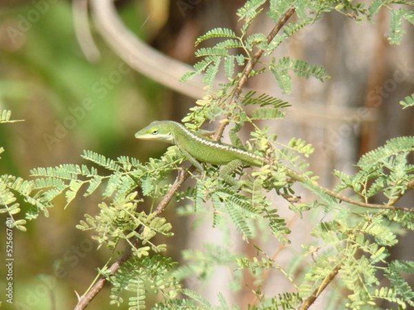 Obraz lizard on tree