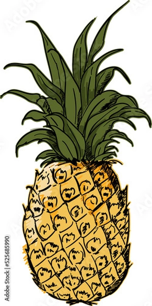 Fototapeta Hand drawn Pineapple  illustrations element PNG file