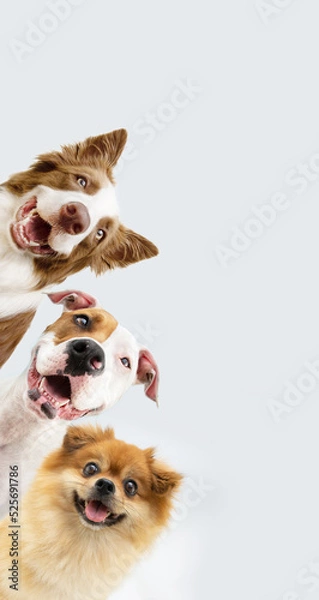 Obraz Vertical banner three happy dogs in a row looking at camera. Isolated on gray white background