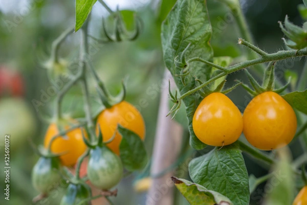 Fototapeta petites tomates cerises jaune orange en grappe