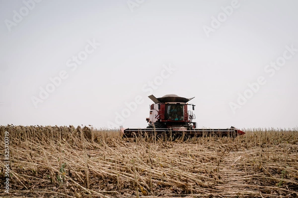 Fototapeta Combine in a field on a sunny day mowing ripe, dry sunflowers. Autumn harvest.