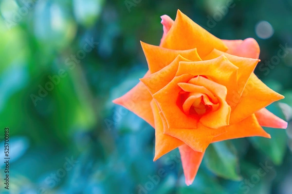 Obraz blooming orange rose growing outside. close up