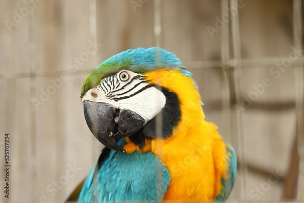 Obraz Araras em cativeiro