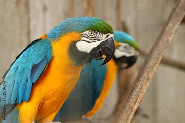 Obraz Araras em cativeiro