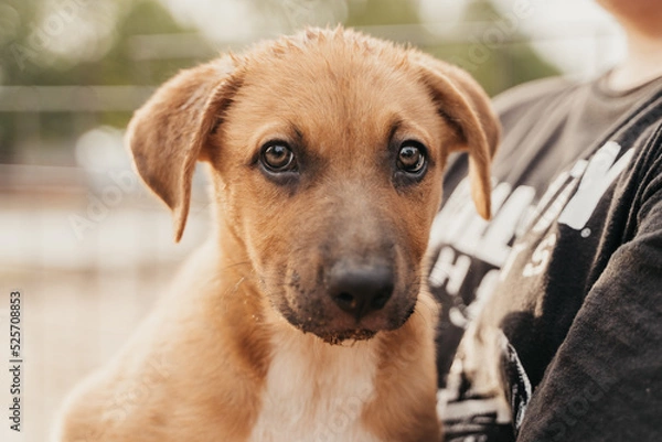 Obraz Cute puppy looking at the camera