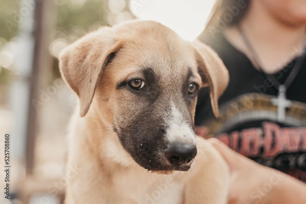 Obraz Cute puppy looking at the camera