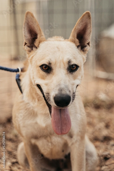Obraz Beautiful husky mix