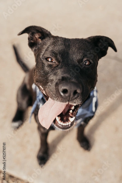 Obraz Cute pitbull looking at the camera