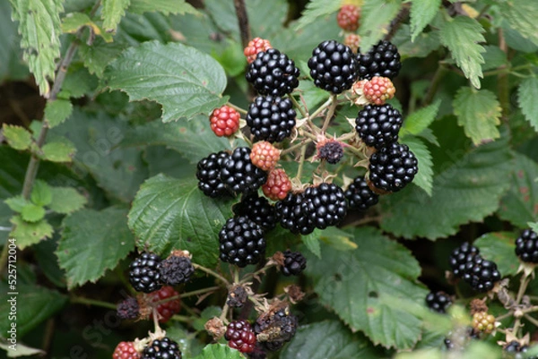 Fototapeta blackberries and berries