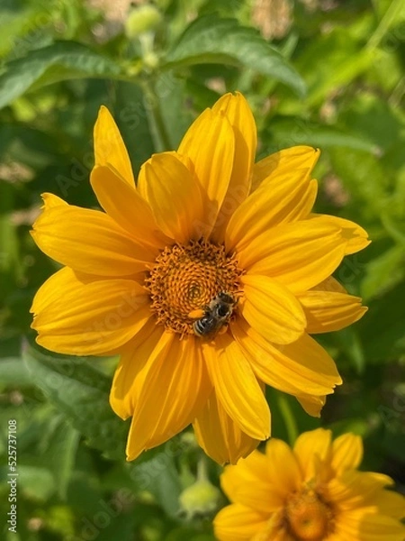 Fototapeta bee on yellow flower