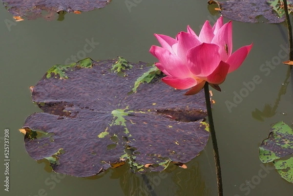 Fototapeta Lotus Flowes