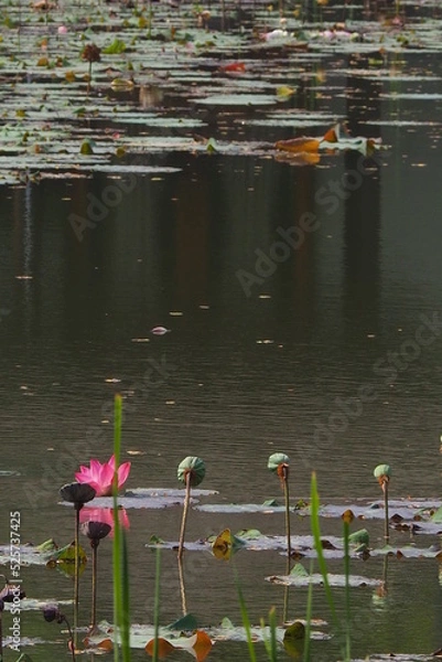 Fototapeta Lotus Flowes