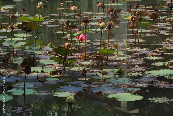Fototapeta Lotus Flowes