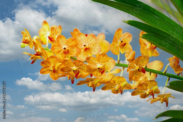 Fototapeta Orange orchids bloom in spring. and clear skies