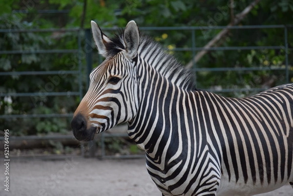 Obraz Zebra