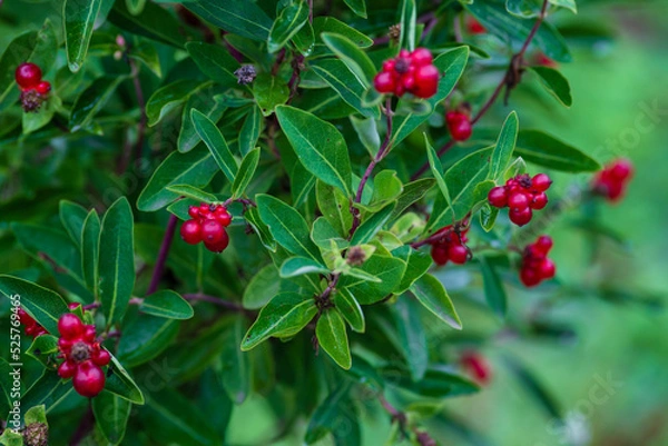 Fototapeta lonicera pyrenaica, lonicera periclymenum, bearberry (Arctostaphylos uva-ursi) lit by the setting sun. Fantastic uva-ursi fruits backlit by the evening sun. Uva-arsi.