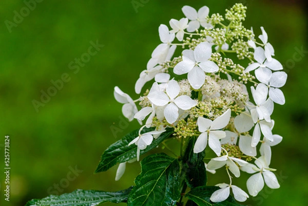 Fototapeta Japanese Hydrangea (Hydrangea petiolaris). Inflorescence Closeup Climbing.