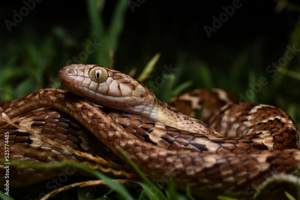 Obraz Common cat snake