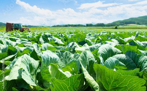 Obraz 無限に広がるような嬬恋の高原キャベツ畑