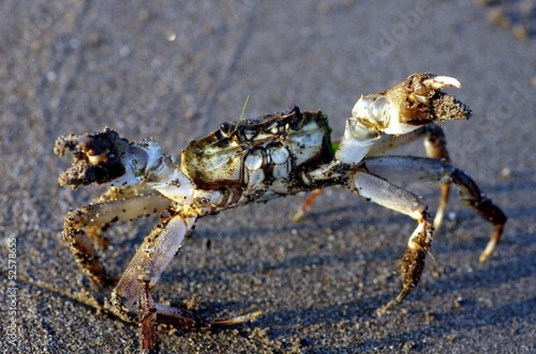 Obraz モズクガニ