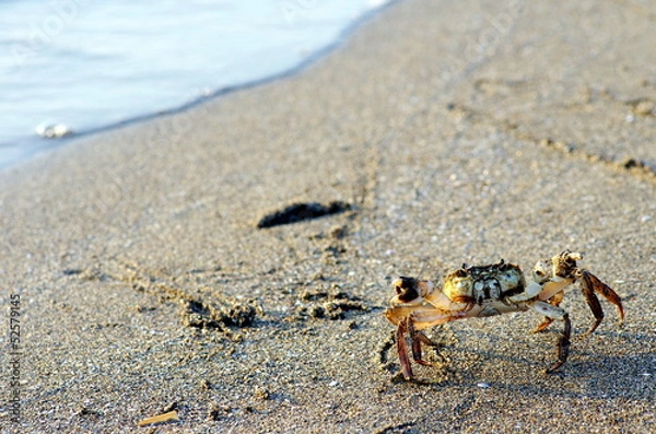 Obraz もずくがに