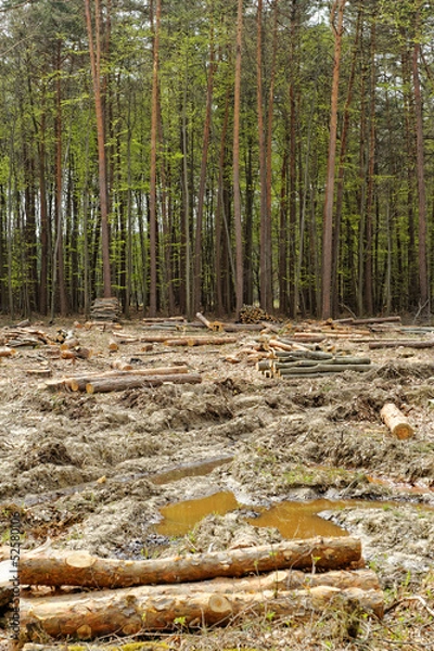 Obraz Deforestation and logging