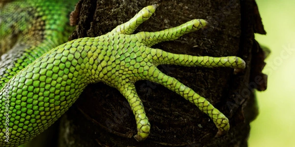 Obraz green iguana feet