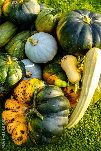 Fototapeta autumn harvest of various squash from the Cucurbitaceae family
