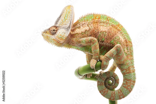 Obraz Veiled Chameleon