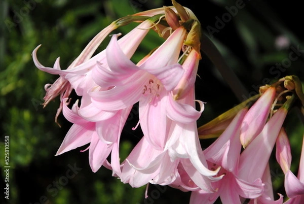 Fototapeta Close up of big pink fragrant funnel-shaped flowers of Jersey or March lily or belladonna-lily, or naked-lady-lily (Amaryllis belladonna), native to Cape Province in South Africa