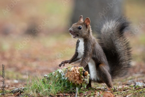 Obraz 秋のエゾリス