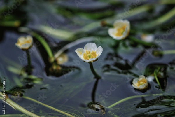 Obraz 滋賀県米原市、醒ヶ井の地蔵川に咲く梅花藻