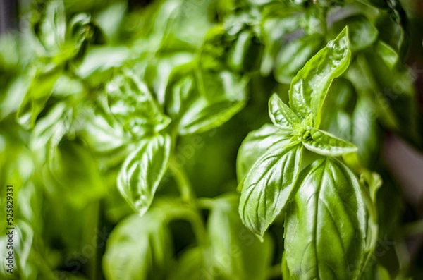 Fototapeta fresh basil leaves