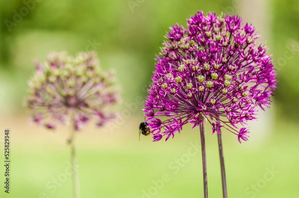 Fototapeta bee on a flower