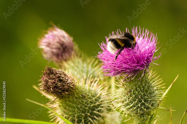 Fototapeta bumblebee on thistle