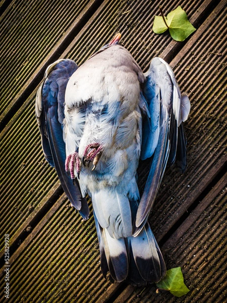 Fototapeta dead pigeon