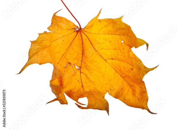 Fototapeta Autumn maple branch with leaves isolated on background