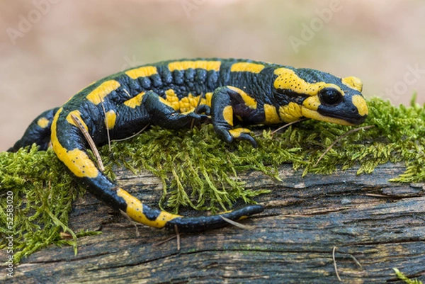 Obraz Salamander ognia