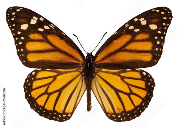 Obraz Orange monarch butterfly (Danaus plexippus) isolated on white background. It is a milkweed butterfly (subfamily Danainae) in the family Nymphalidae 