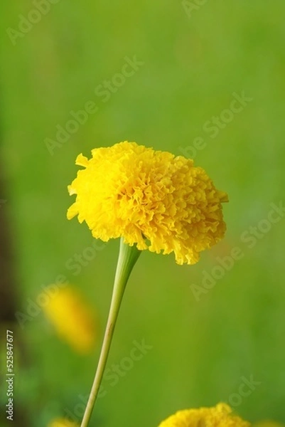 Obraz Beautiful yellow marigolds on a tree with blurred background.