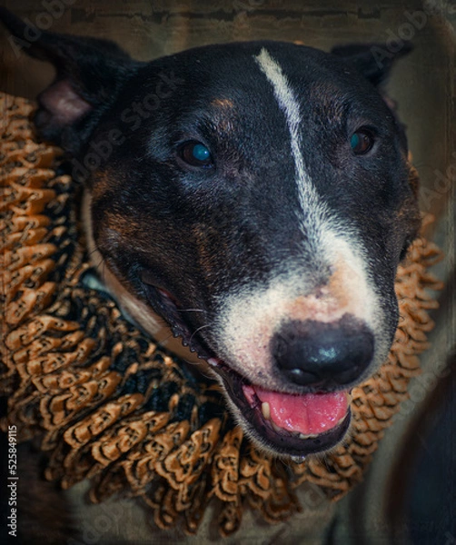 Obraz Fancy victorian style dog