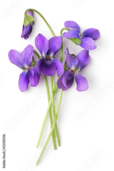 Obraz Bunch of Violets