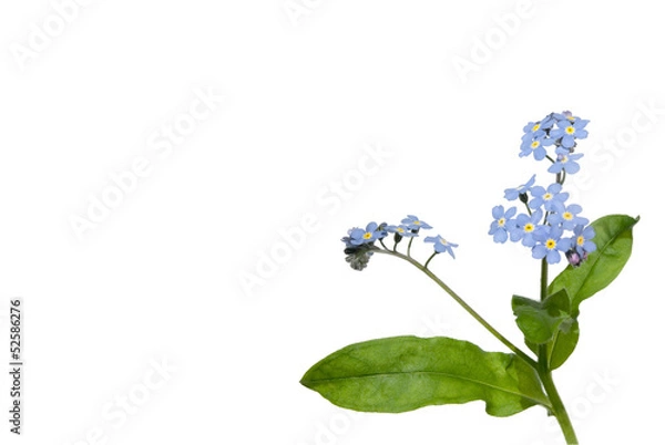 Obraz Vergissmeinnicht